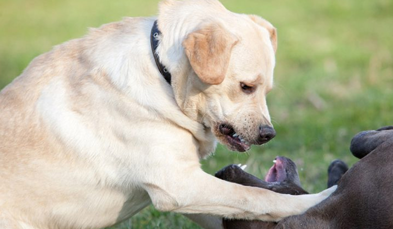 Dingo NGO alerts of dogfights