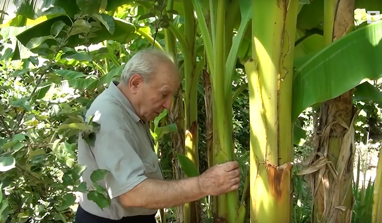 Aygedzor has tropical garden