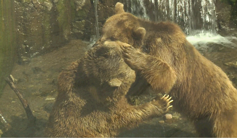 Brown bear dies in Yerevan Zoo