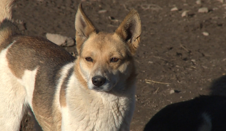 Street dogs threaten Etchmiadzin