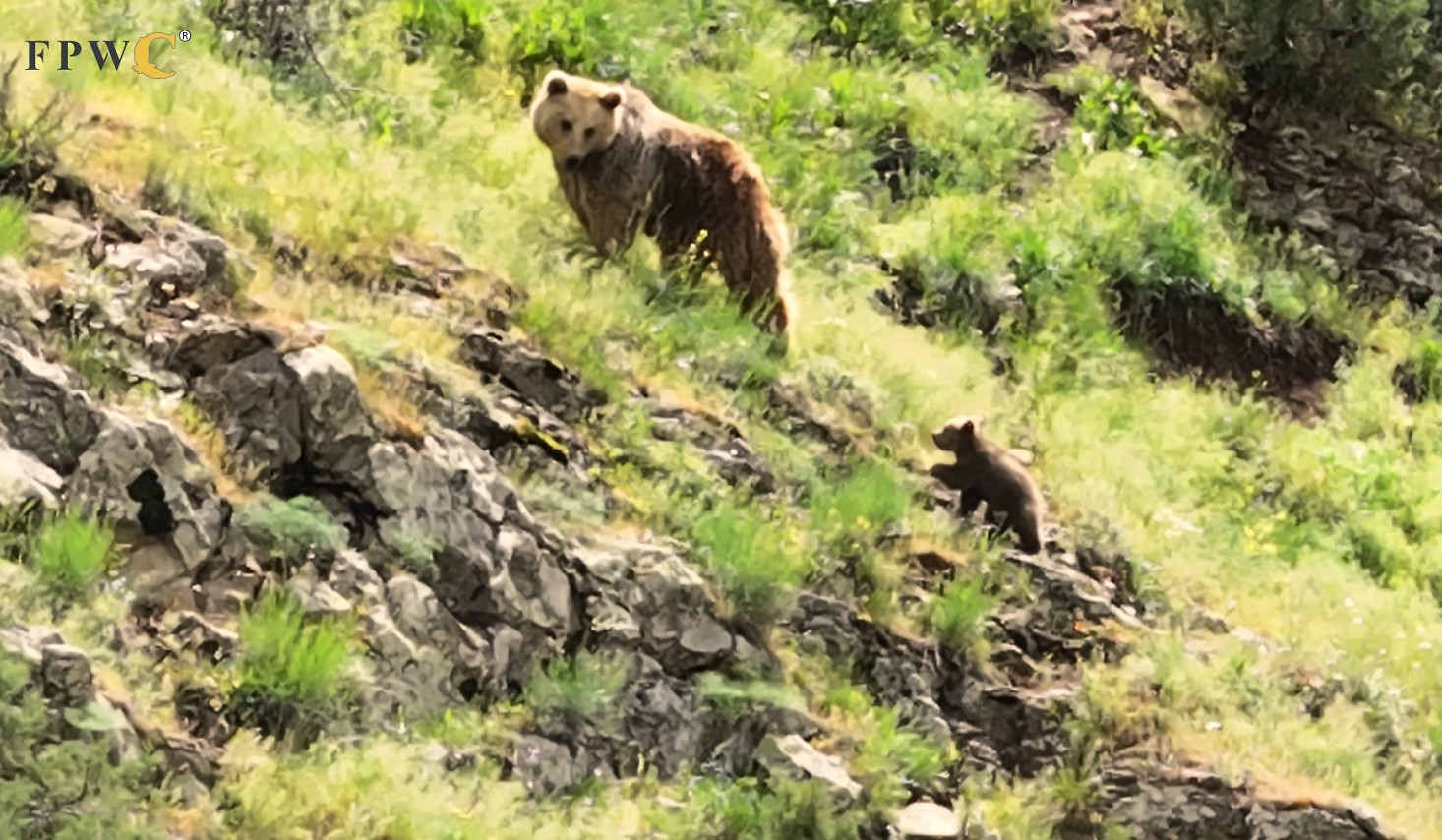 Bear with cubs in Yeghegis, Armenia