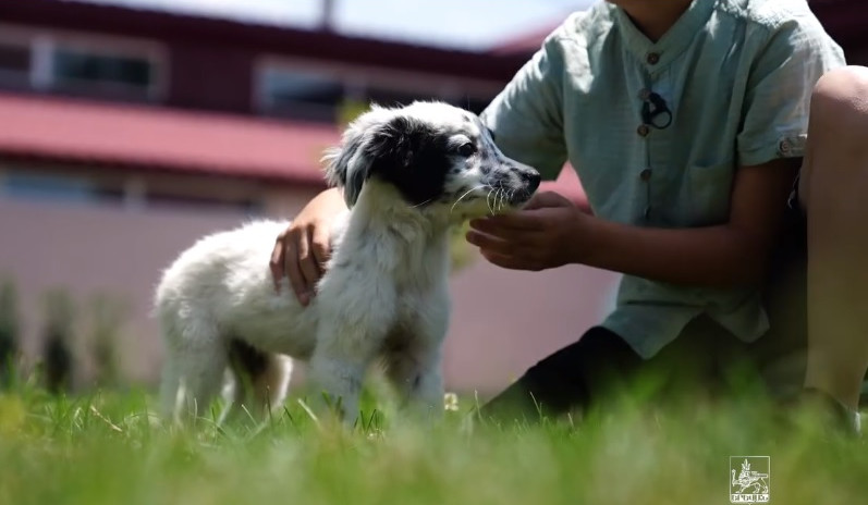 «Կենդանիների խնամքի կենտրոն»-ից վերջին ամիսներին 76 շուն է խնամակալ ունեցել