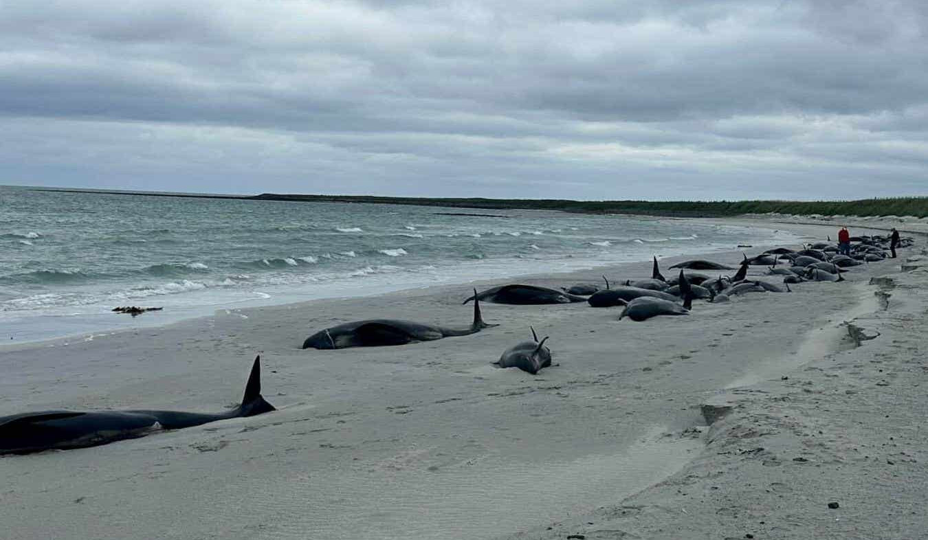 At least 65 pilot whales die in Scottish mass stranding