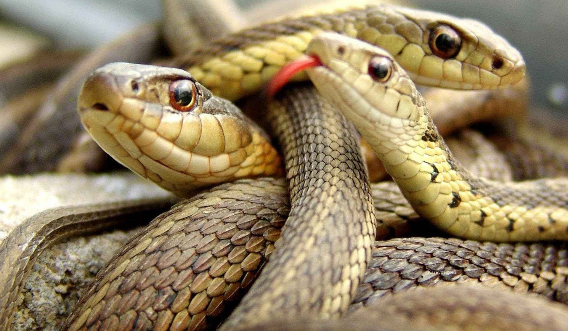 Ի՞նչ անել, եթե խայթել է օձը