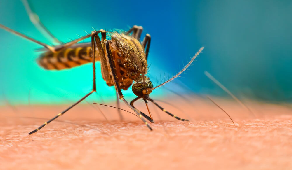 Death from West Nile fever registered in Armenia