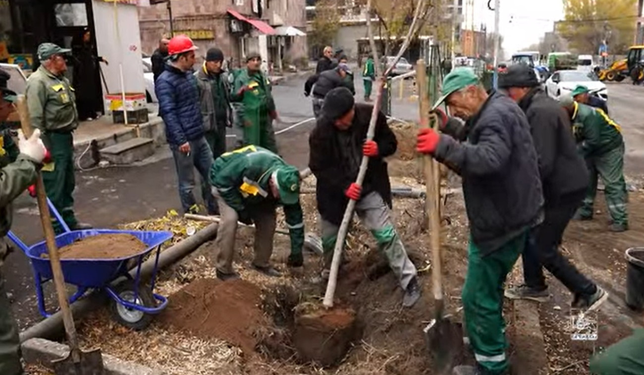 Երևանում շարունակվում է կենսունակությունը կորցրած ծառերի փոխարինումն առավել արժեքավոր և երկարակյաց տեսակներով