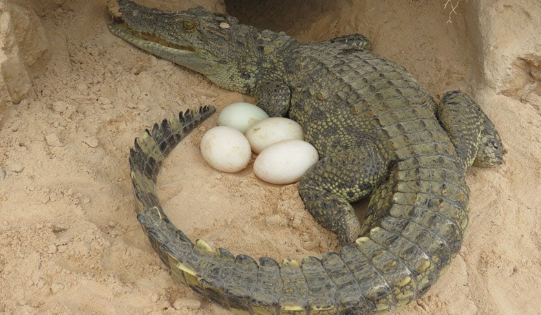 Armenia to breed crocodiles