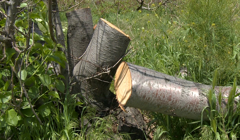 Over 250 trees felled in Narek to make space for playground