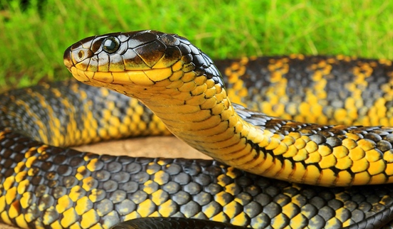 223 snakebite cases registered in Armenia