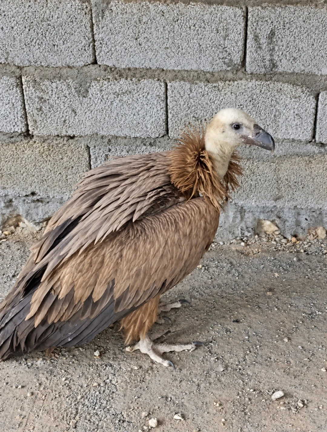Պատկերասրահի նկար