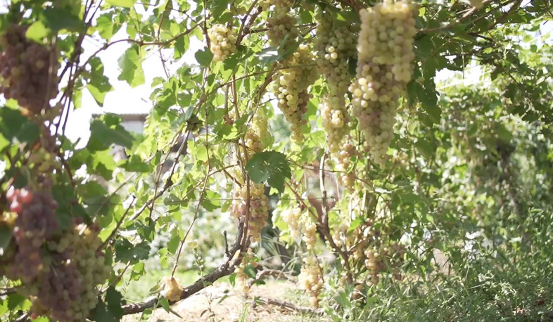 Agricultural insurance in operation. Pashinyan posted a video
