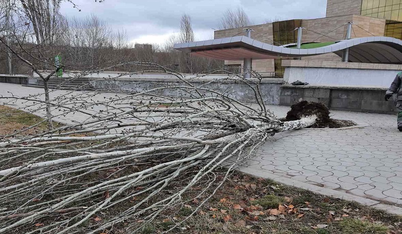 Քամու հետևանքով ծառեր են շրջվել