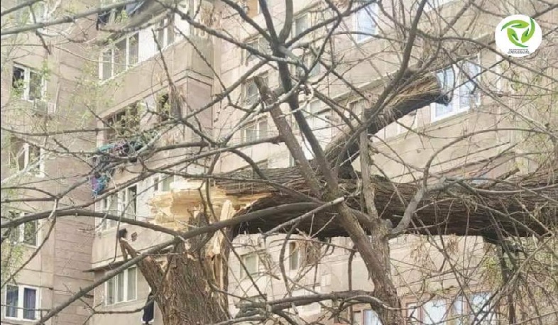 Քամու հետևանքով մայրաքաղաքում ծառեր են տապալվել