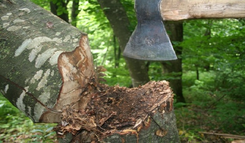 Որևէ մեկի մտքի ծայրով չանցնի, որ կարողանալու են նոր հողազավթումներ անել. Տիգրան Ավինյանի անդրադարձը Կենտրոնում ծառահատման դեպքին