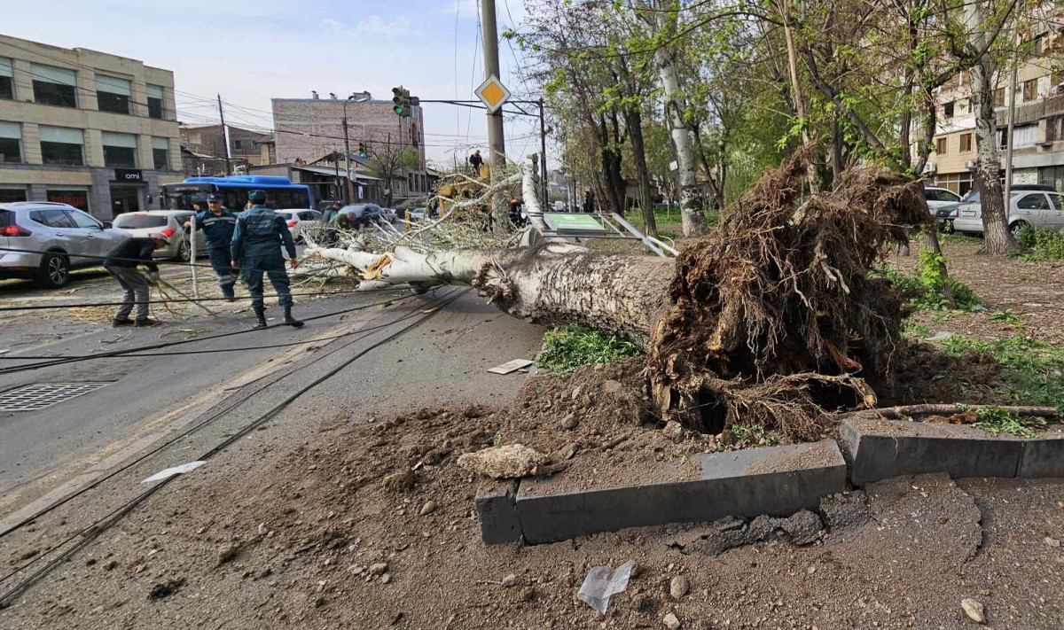Խորենացու փողոցում բարդին կոտրվել է և մի մասով ընկել էլեկտրական լարերի վրա