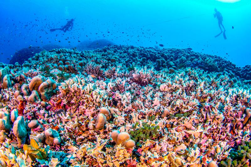 World's largest coral discovered in Solomon Islands