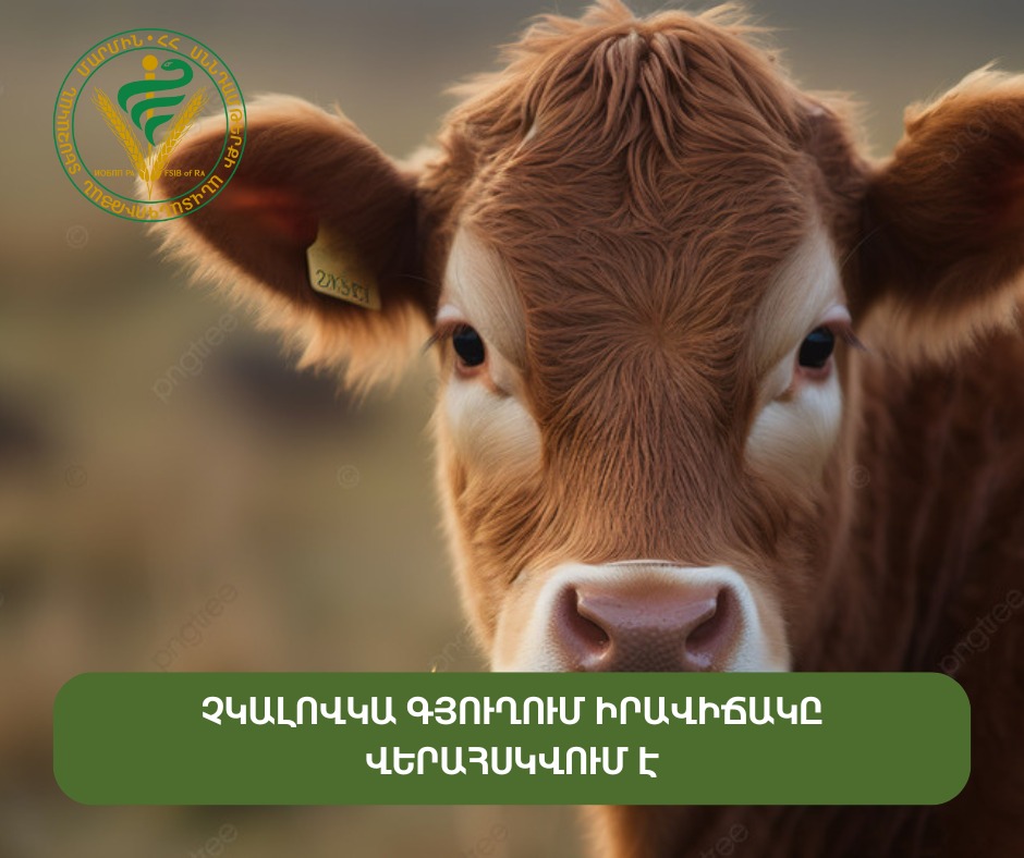 Չկալովկա գյուղում արձանագրվել են բրուցելոզ հիվանդության դեպքեր. hիվանդ կենդանիները ենթարկվել են հարկադիր սպանդի. ՍԱՏՄ