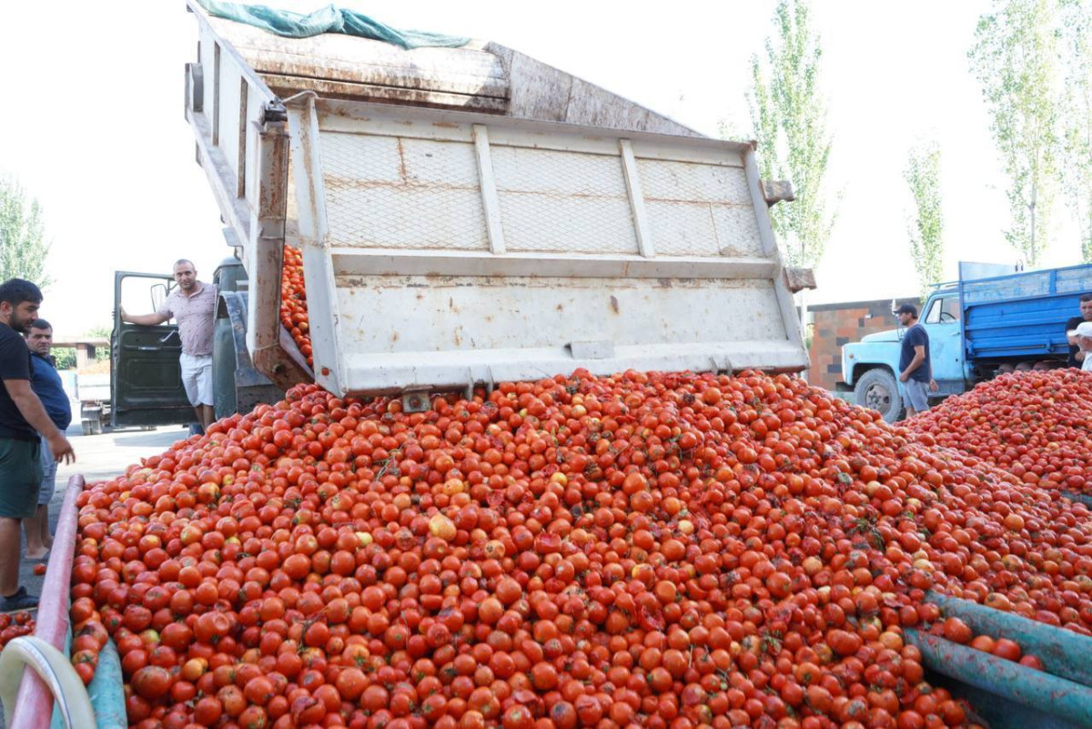 Գևորգ Պապոյանը Արմավիրի մարզում հետևել է լոլիկի մթերումների ընթացքին