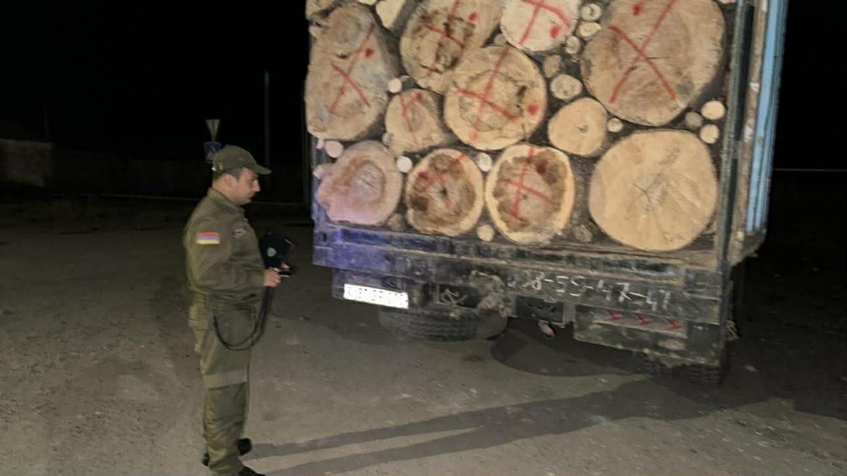 2025-ին ապօրինի հատվել է 11852 ծառ. ԲԸՏՄ