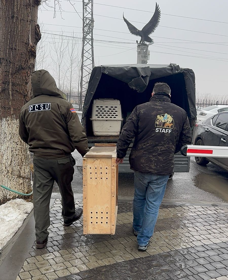 Ապօրինի պահվող լուսանը և կարմիրգրքյան թռչունները տեղափոխվել են Երևանի կենդանաբանական այգի. ԲԸՏՄ