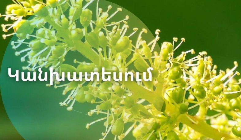 Երբ է սպասվում խաղողի վազի մասսայական ծաղկումը Արարատյան դաշտում․ Հայհիդրոմետ
