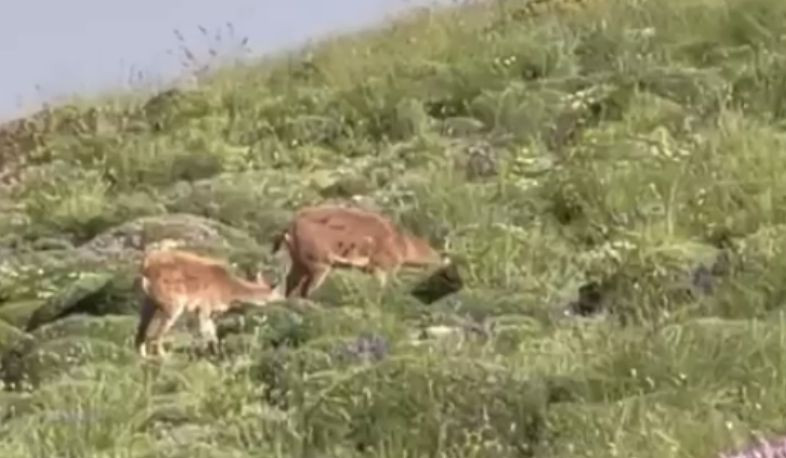 Քարայծերը Խուստուփի լանջերին. Նիկոլ Փաշինյանը տեսանյութ է հրապարակել