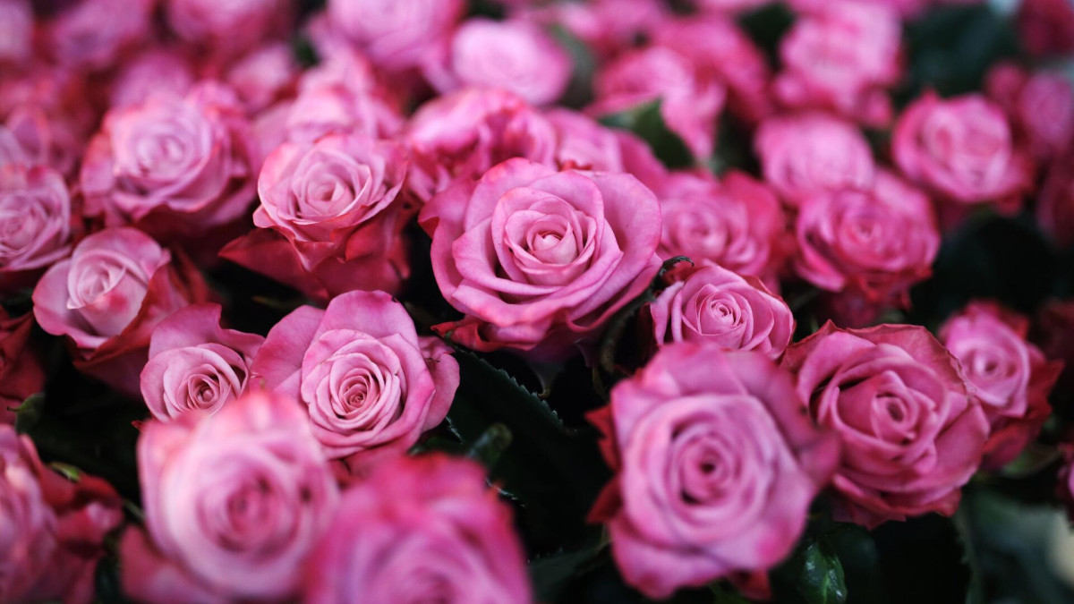 Rosselkhoznadzor asks Iran to stop certifying flowers for Russia, suspecting their Armenian origin
