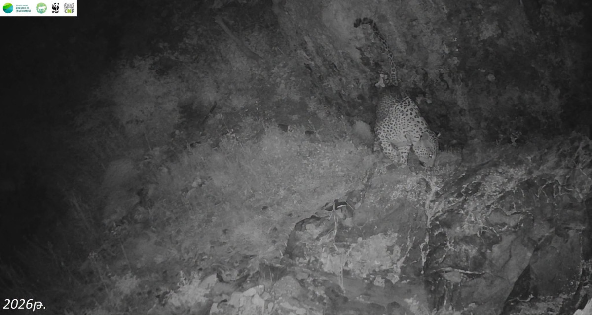 Camera traps in the Khosrov Forest State Reserve recorded sighting of Caucasian leopard
