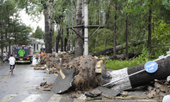 Strong winds sweep Beijing, knock down over 800 trees