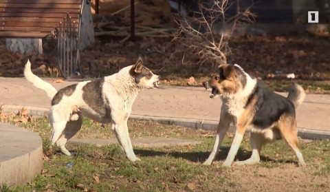 There will be no more slaughter of animals, those who appear on the streets will be sterilized