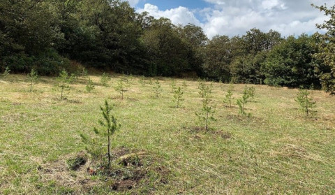 The project of planting 10 million trees must be implemented next year. Prime Minister