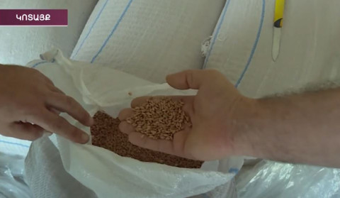 In case of buying certified wheat seeds, the state promises subsidies to the villagers