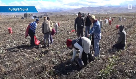 Even after the uninvited visit of enemy drones, there is a potato harvest in the fields of Vardenis