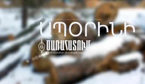 Գուգարքի բաժնի ոստիկաններն ապօրինի ծառահատման դեպք են բացահայտել
