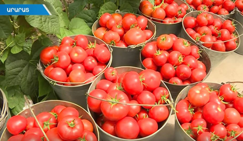 Փոքր ջերմատները բերքի իրացման խնդիր ունեն. շուկայում լոլիկի և վարունգի գինն ընկել է