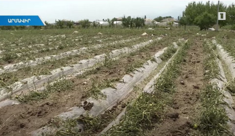 Սաստիկ հողմի պատճառած վնասները