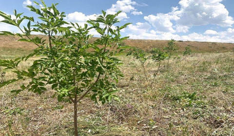 Հյուսիս-հարավի կապալառու կազմակերպությունն Անի համայնքին է հանձնել ավելի քան 960 ծառ ու թուփ