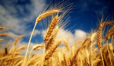 Հայաստանին անհրաժեշտ պահանջարկը լրացնելու մեխանիզմներ կգտնվեն. Արման Խոջոյանը՝ ՌԴ-ից ցորենի հնարավոր սահմանափակումների մասին