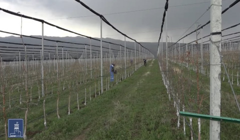 Գյուղաջակցության ծրագրերը շարունակվում են
