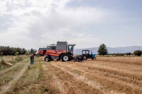 Լոռու մարզում հացահատիկի բերքահավաքը բուռն ընթացքի մեջ է
