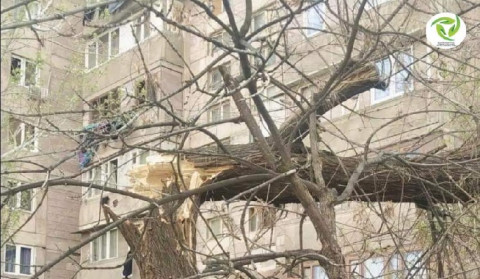Քամու հետևանքով մայրաքաղաքում ծառեր են տապալվել