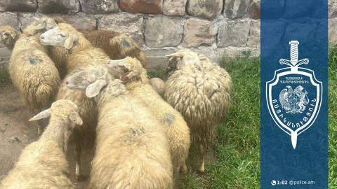 Մանր եղջերավոր անասունների գողություն Դրախտիկ գյուղում․ ոստիկանները հայտնաբերել են գողոնը