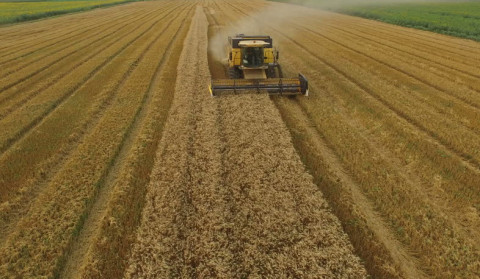 Lori complains of grain harvest