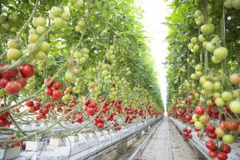 Ակունք գյուղում լոլիկի և վարունգի աճեցման նոր ջերմատուն կկառուցվի