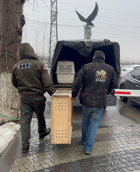 Ապօրինի պահվող լուսանը և կարմիրգրքյան թռչունները տեղափոխվել են Երևանի կենդանաբանական այգի. ԲԸՏՄ