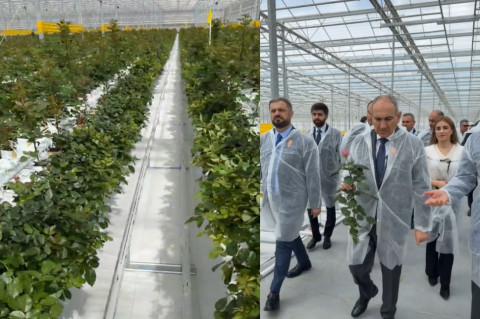Փաշինյանն այցելել է Ֆանտան բնակավայրում հիմնված վարդի ջերմատուն