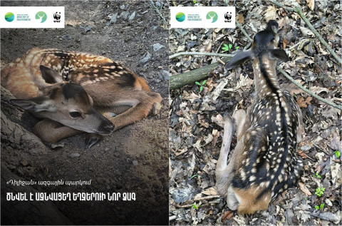 «Դիլիջան» ազգային պարկում եղջերու է ծնվել