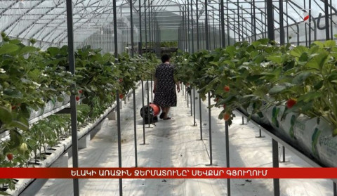 Ելակի առաջին ջերմատունը՝ Սևքար գյուղում