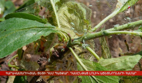Հարավամերիկյան ցեցի դեմ պայքար. դասընթաց լոլիկ աճեցնողների համար
