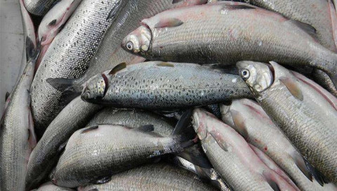 Հայաստանն այլևս հնարավորություն ունի արտահանել ԵՄ ձուկ և ձկնամթերք. Գևորգ Պապոյան